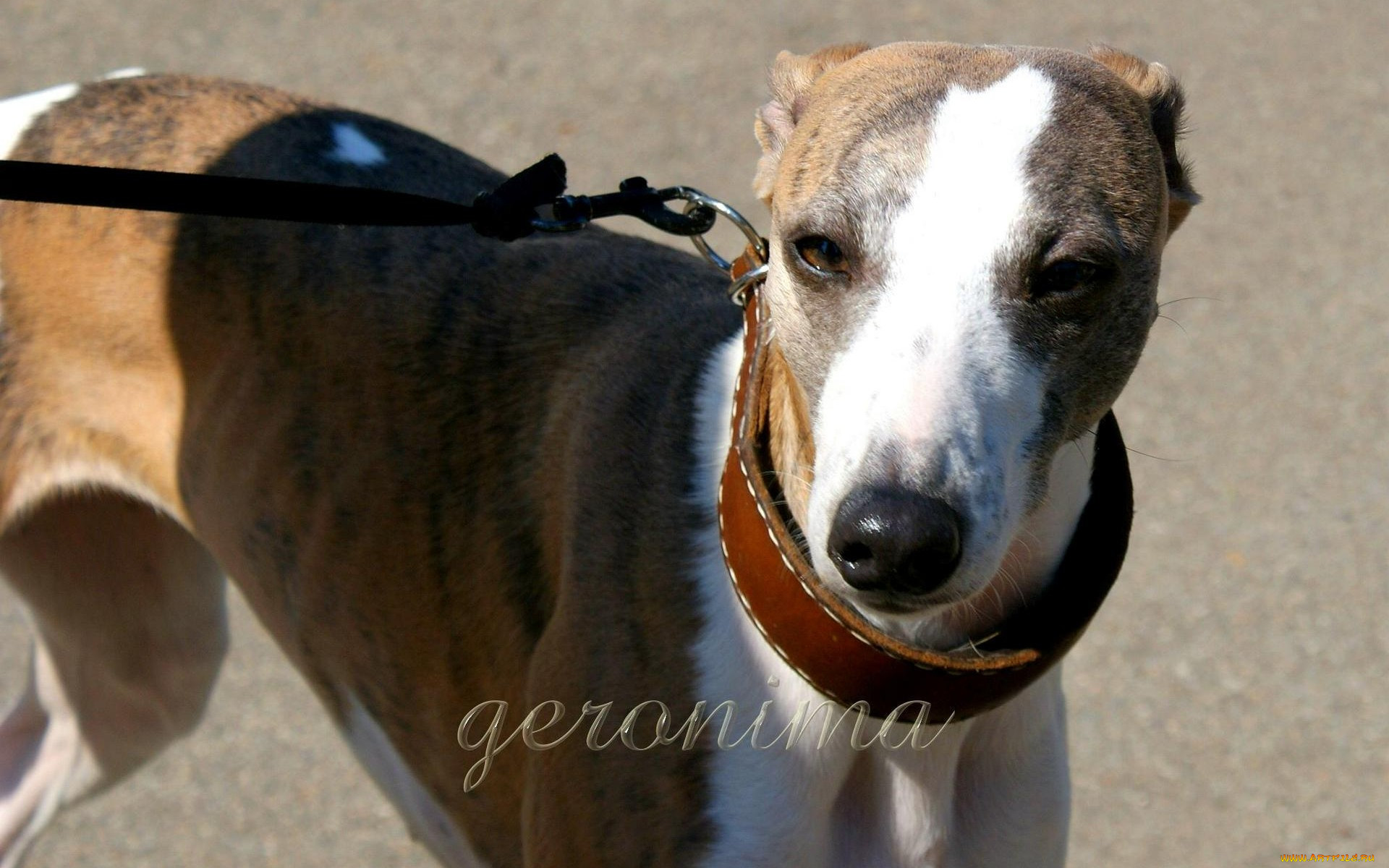 , geronima, , , whippet